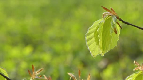 Молоде листя бука навесні — стокове відео