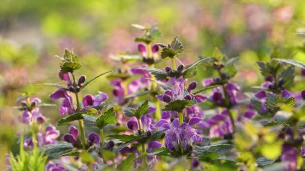 Lamium, dead-nettles in the forest — Stock Video