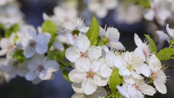 Sakura, kwiaty wiśni wiosną. — Wideo stockowe