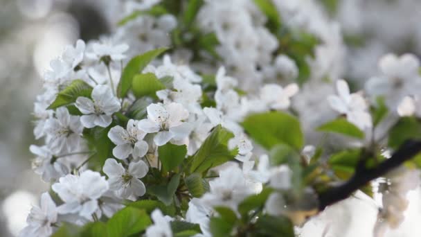 Сакура, цветы сакуры весной . — стоковое видео