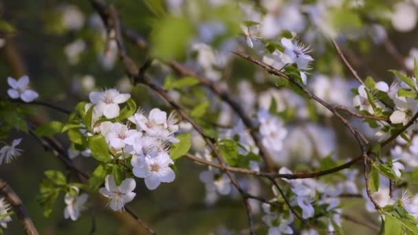 Sakura, flores de cerezo en primavera . — Vídeos de Stock
