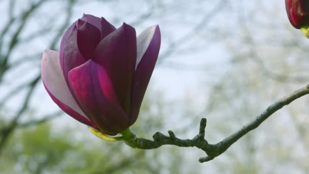 Flores de magnolia florecen en el árbol — Vídeos de Stock
