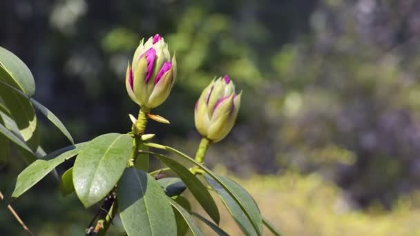 Piękny różowy egzotyczny kwiat pączek — Wideo stockowe