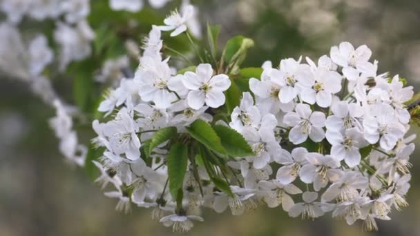 Sakura, flores de cerejeira na primavera . — Vídeo de Stock