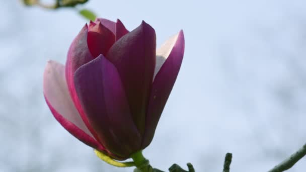 Magnolia flowers blossom on tree — Stock Video