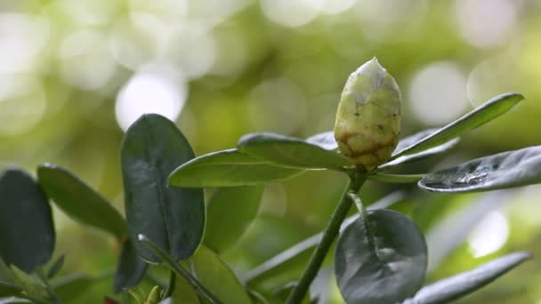 Beautiful exotic flower bud close-up — 비디오