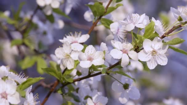 Sakura, άνθη κερασιάς την άνοιξη. — Αρχείο Βίντεο