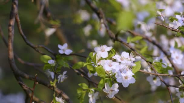 Сакура, цветы сакуры весной . — стоковое видео