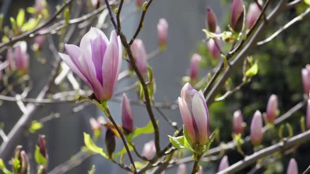Magnolia flor de árbol primaveral primer plano — Vídeos de Stock