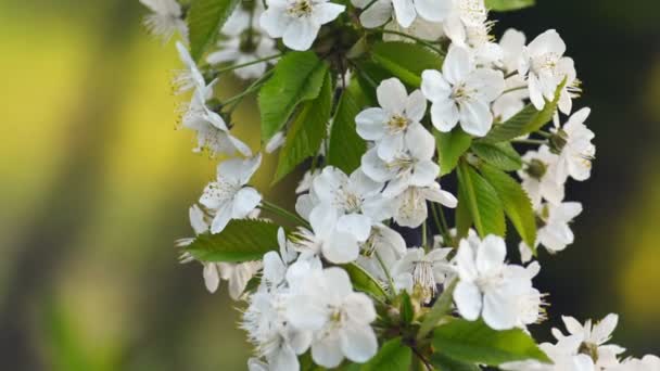 Sakura, kwiaty wiśni wiosną. — Wideo stockowe