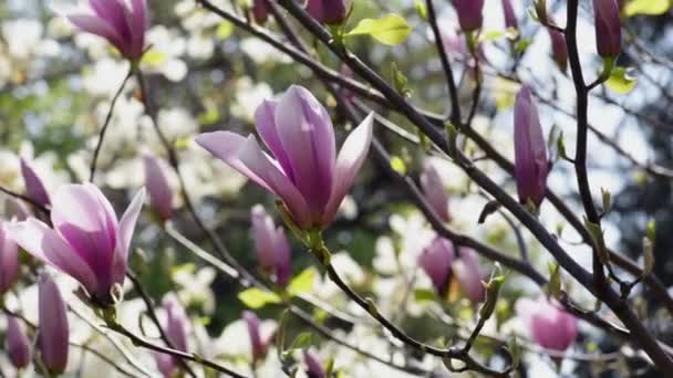 Magnolia wiosenne drzewo kwiat zbliżenie — Wideo stockowe