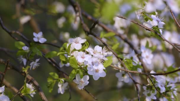 Sakura, άνθη κερασιάς την άνοιξη. — Αρχείο Βίντεο