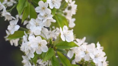 Sakura, baharda kiraz çiçekleri.