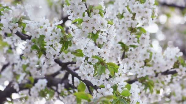 Sakura, kwiaty wiśni wiosną. — Wideo stockowe