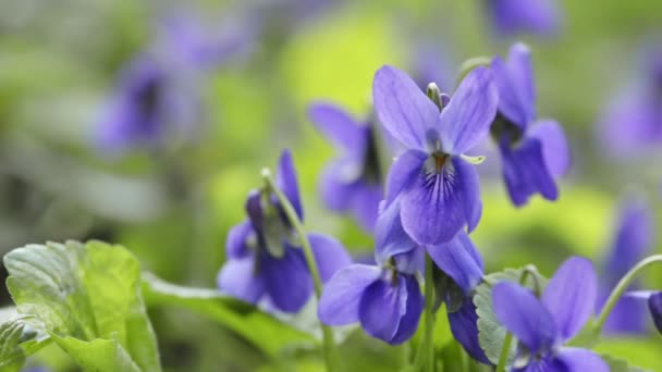 Tidig hund-violett blomning på våren — Stockvideo