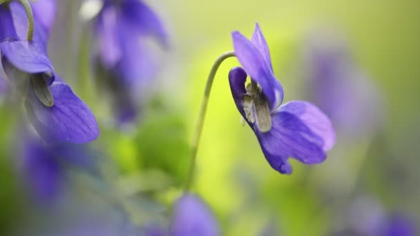 Early dog-violet flowering in spring — Stock Video