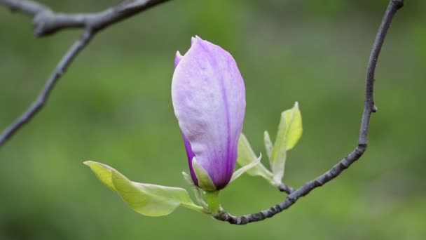 Magnolia florecen en la rama del árbol — Vídeos de Stock