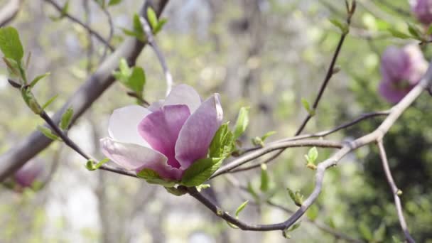 Magnolia florecen en la rama del árbol — Vídeos de Stock