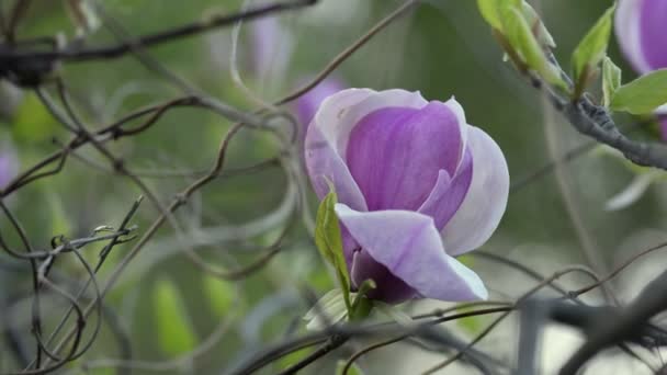 Магнолія цвіте на гілці дерева — стокове відео