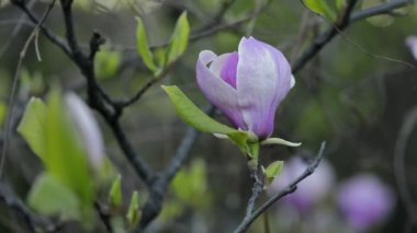 Ağaç dalında manolya çiçeği