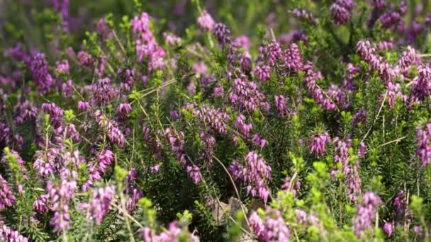 Flowers, spring meadow with flowers. — Stock Video