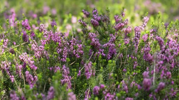 Blommor, våräng med blommor. — Stockvideo