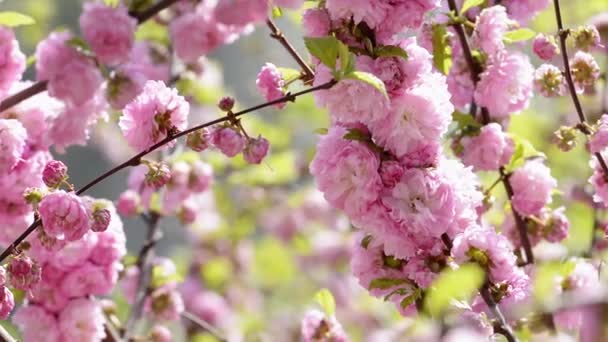 Pink sakura flowers blooming close-up