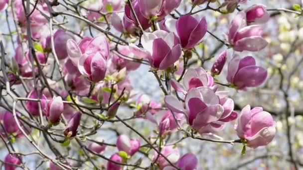 Magnolia primavera árvore flor close-up — Vídeo de Stock