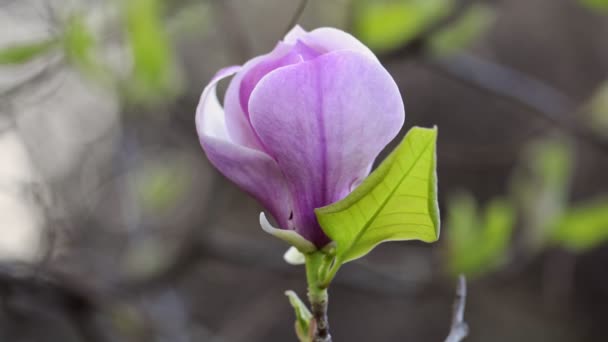 Magnoliablom på trädgren — Stockvideo