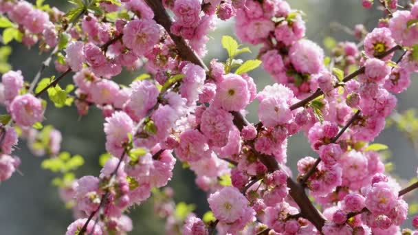 Pink sakura flowers blooming close-up — Stock Video