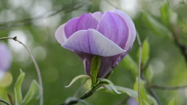 Magnolia fleurit sur la branche de l'arbre — Video