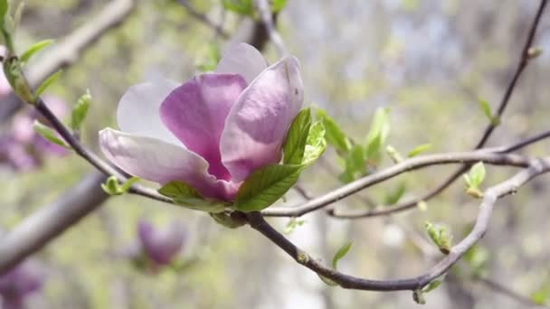 Magnolia florecen en la rama del árbol — Vídeos de Stock