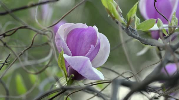 Magnolia bloesem op boomtak — Stockvideo