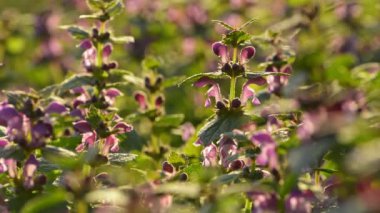 Lamium, ormandaki ölü ısırgan otları