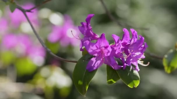 Pembe rhododendron çiçekleri yakın plan — Stok video