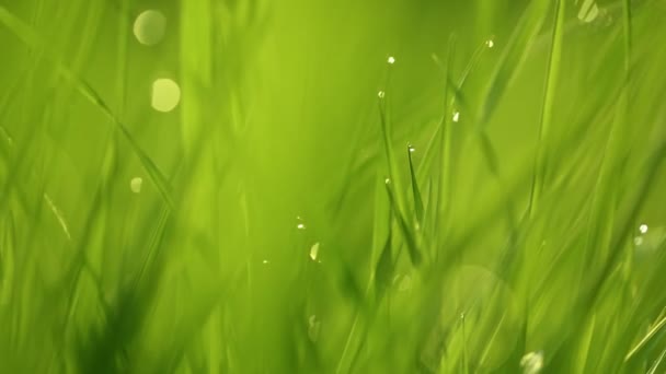 Spring vibrant green grass close-up — Stock Video