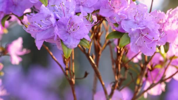Rosafarbener Rhododendron blüht im Frühling — Stockvideo