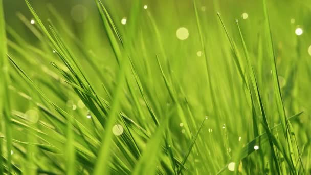 Printemps vibrant herbe verte close-up 