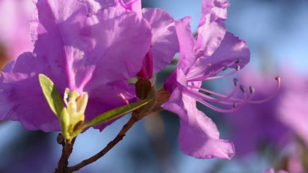 Rosafarbener Rhododendron blüht im Frühling — Stockvideo