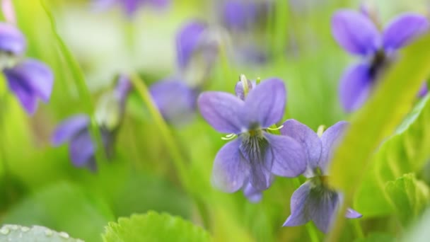 Viola Odorata Bloom v trávě. — Stock video