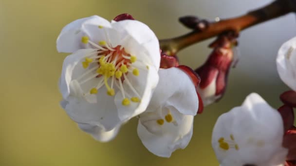 Virágzó sárgabarack virágok tavasszal — Stock videók
