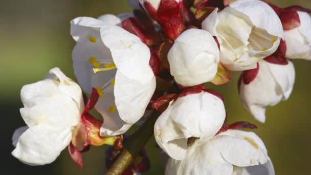 Flores de albaricoque florecientes en primavera — Vídeos de Stock