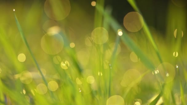 Primavera vibrante grama verde close-up — Vídeo de Stock