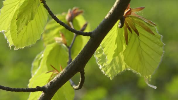 Νεαρά φύλλα οξιάς την άνοιξη — Αρχείο Βίντεο