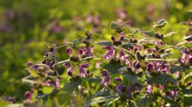 Lamium, ormandaki ölü ısırgan otları