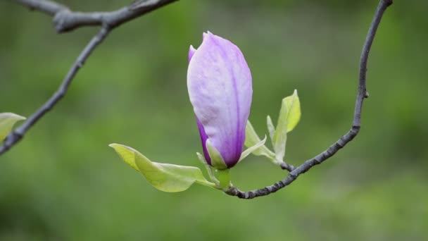 Magnolia blossom on tree branch — Stock Video