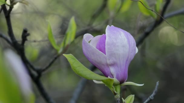 Magnolia kwitnie na gałęzi drzewa — Wideo stockowe