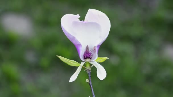 Magnoliablom på trädgren — Stockvideo