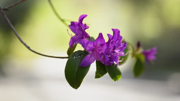 Blüten des rosa Rhododendrons in Nahaufnahme — Stockvideo