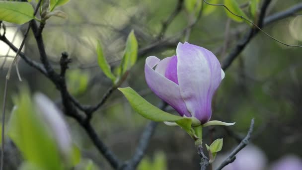 Magnolia bloesem op boomtak — Stockvideo